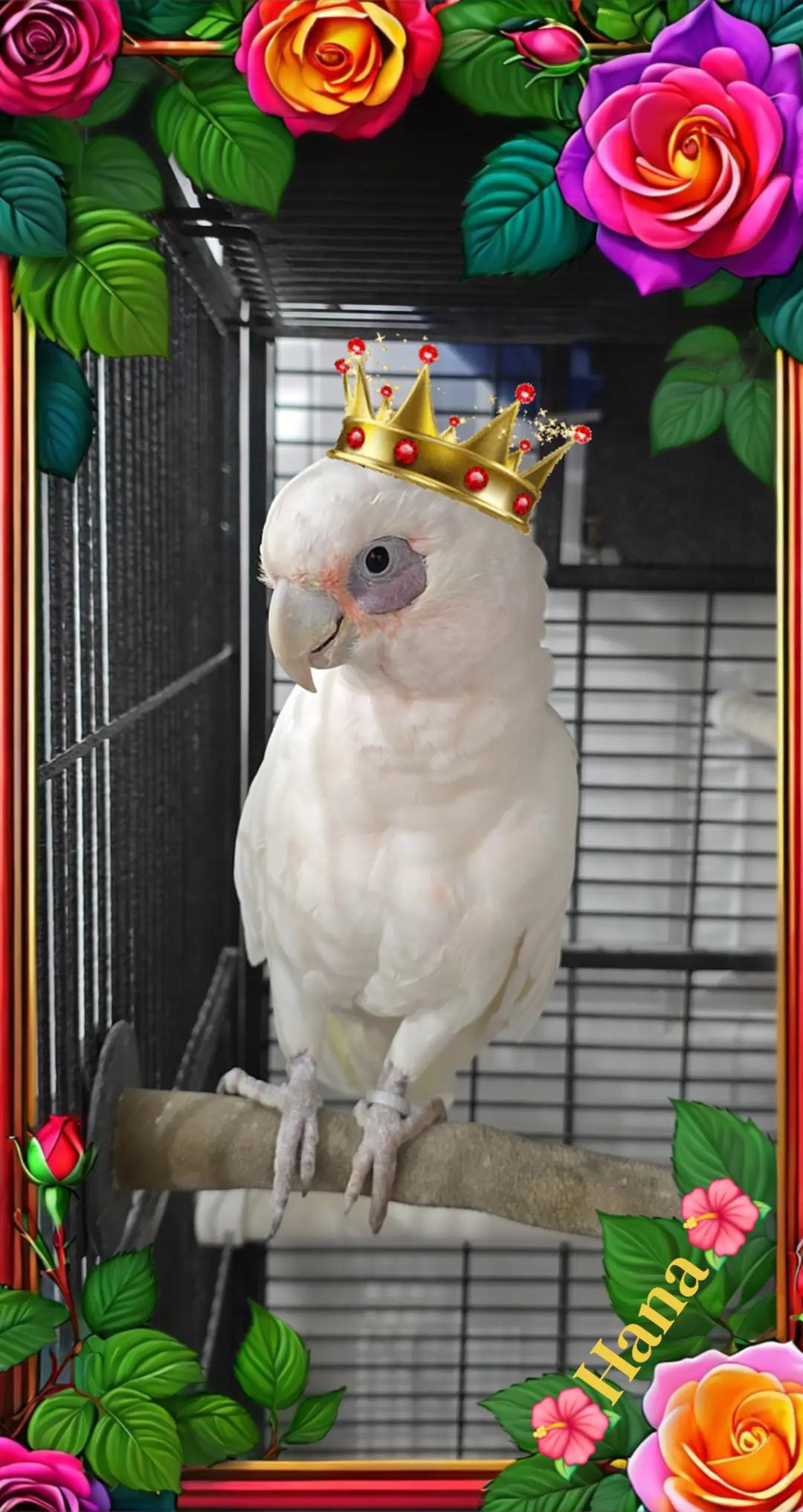 @🦋🇵🇷Mom of Parrots🇵🇷🦋