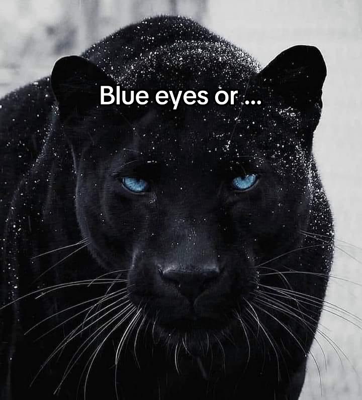 @𝘿𝙖𝙣𝙮 𝘾𝙖𝙚𝙩𝙖𝙣𝙤