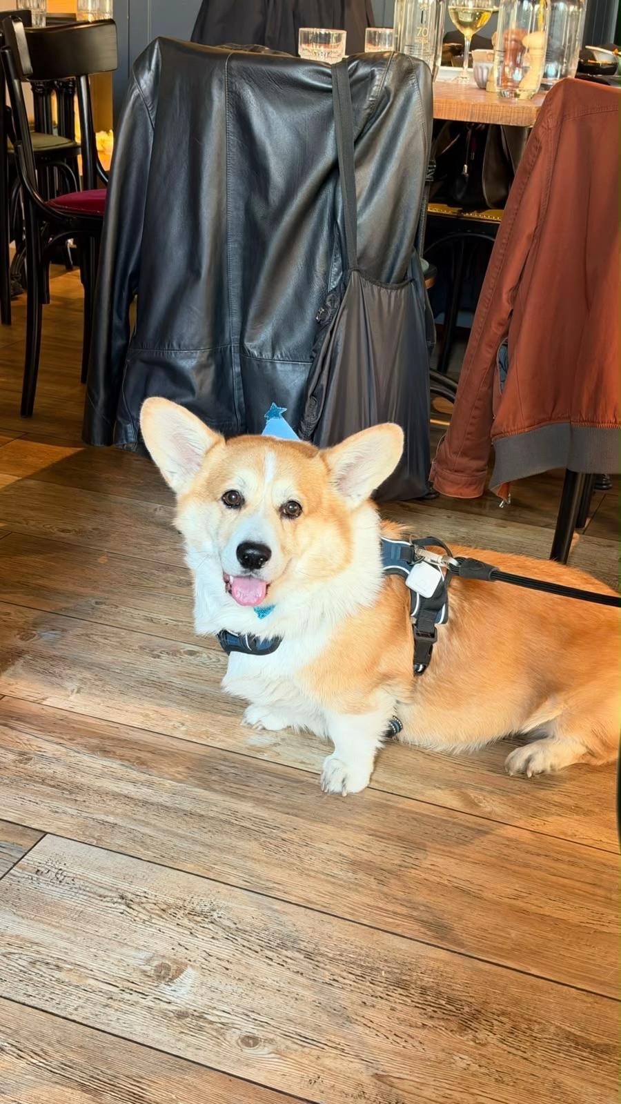 @Cheddar the Corgi