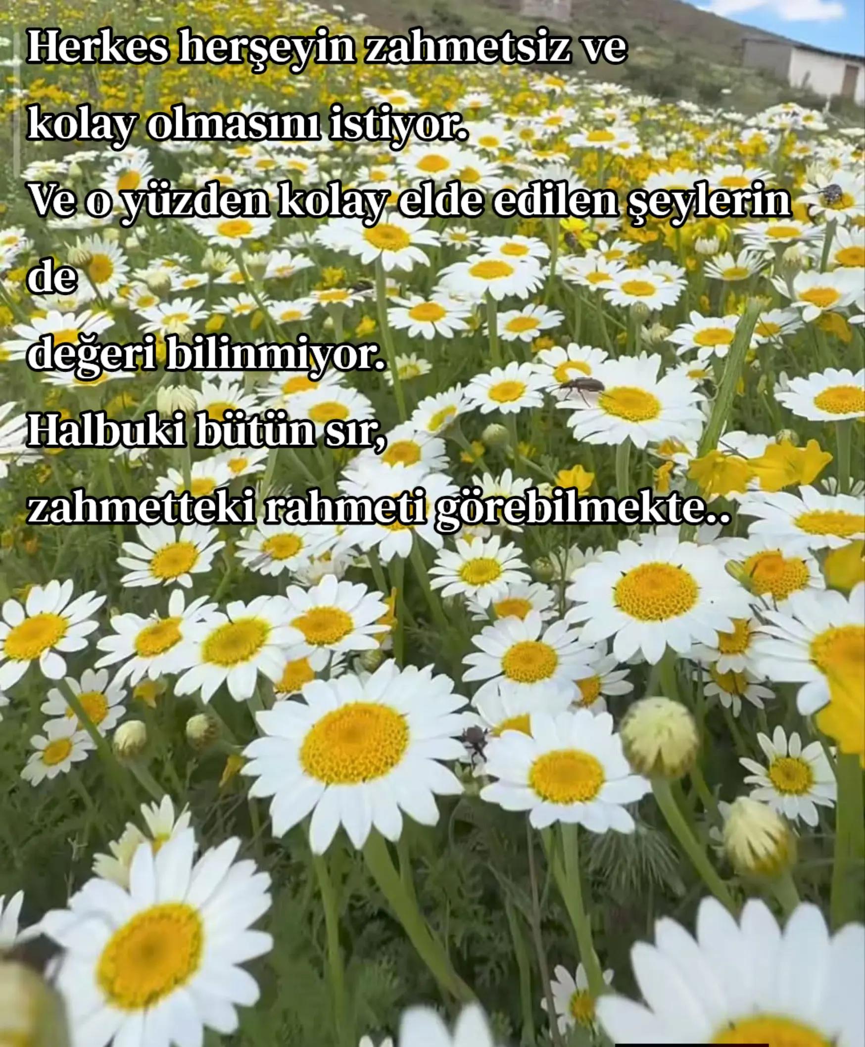 @storling5