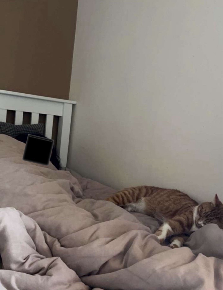 @Aloo The Cat