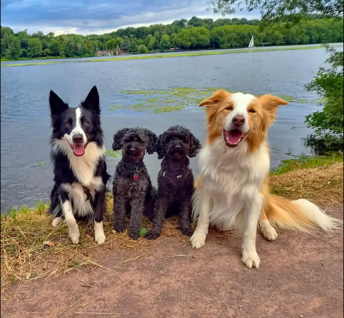 @dreamteam.agility
