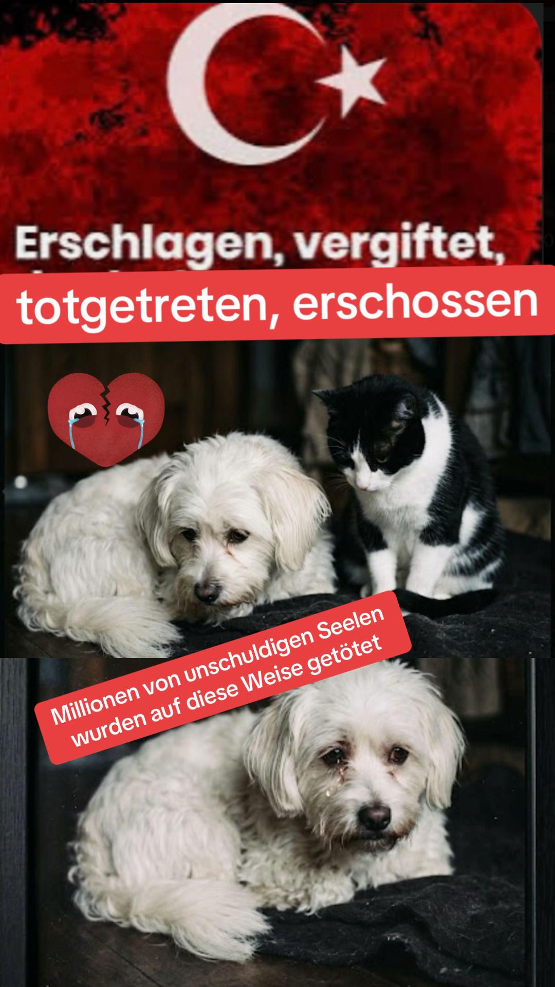 @Lua Team🐈🐕🦺Löwenherz❤️🦁