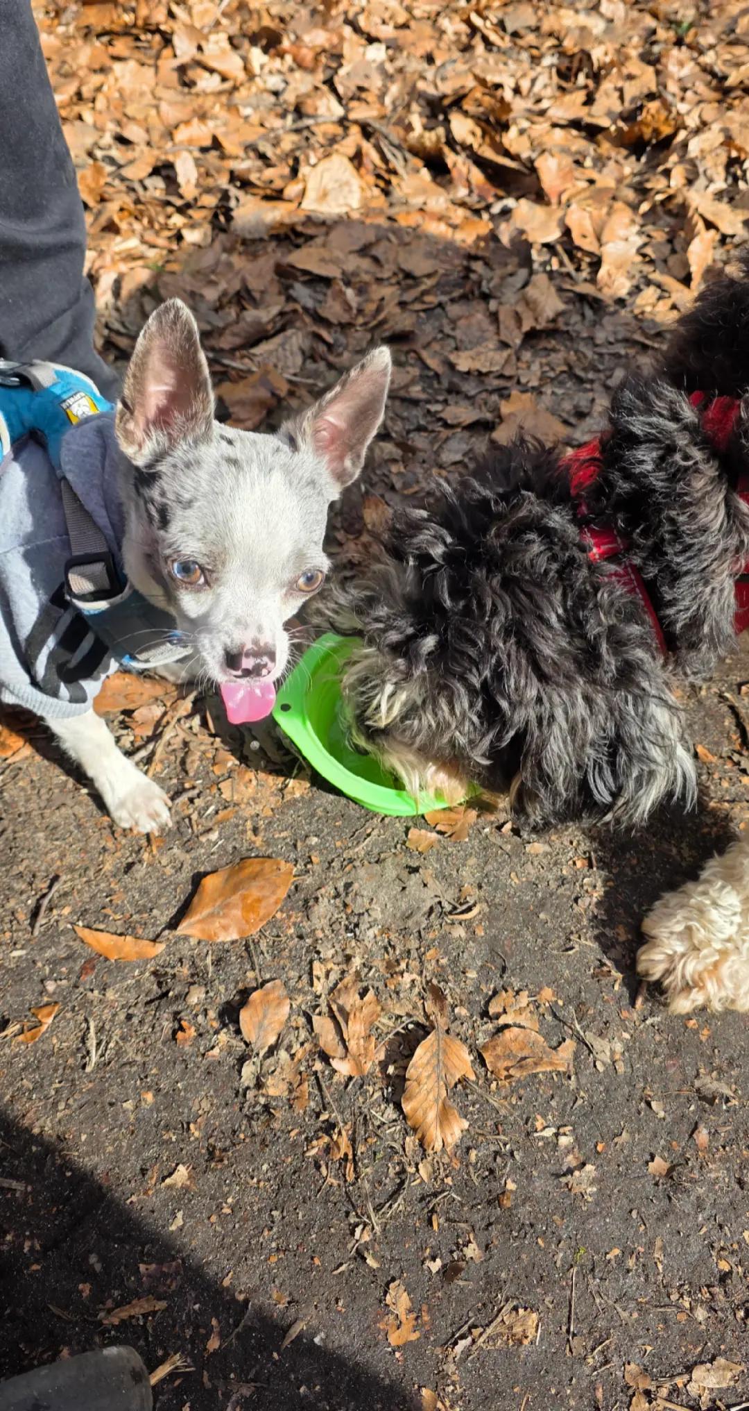 @Jerry_Coby_Chihuahua