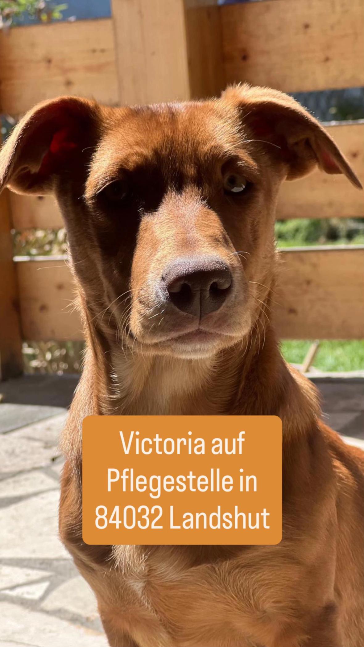 @Hundeherzkommando 🐾