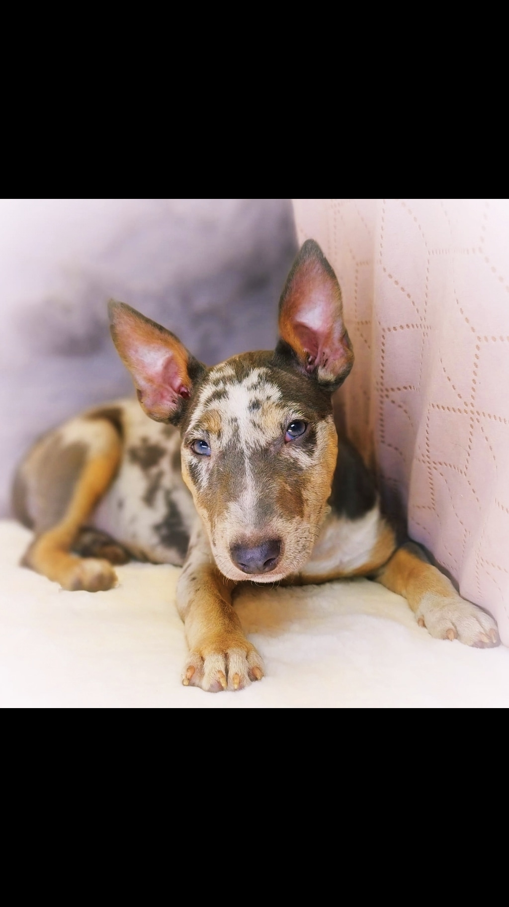 @Mini Bull Terriers from Hell