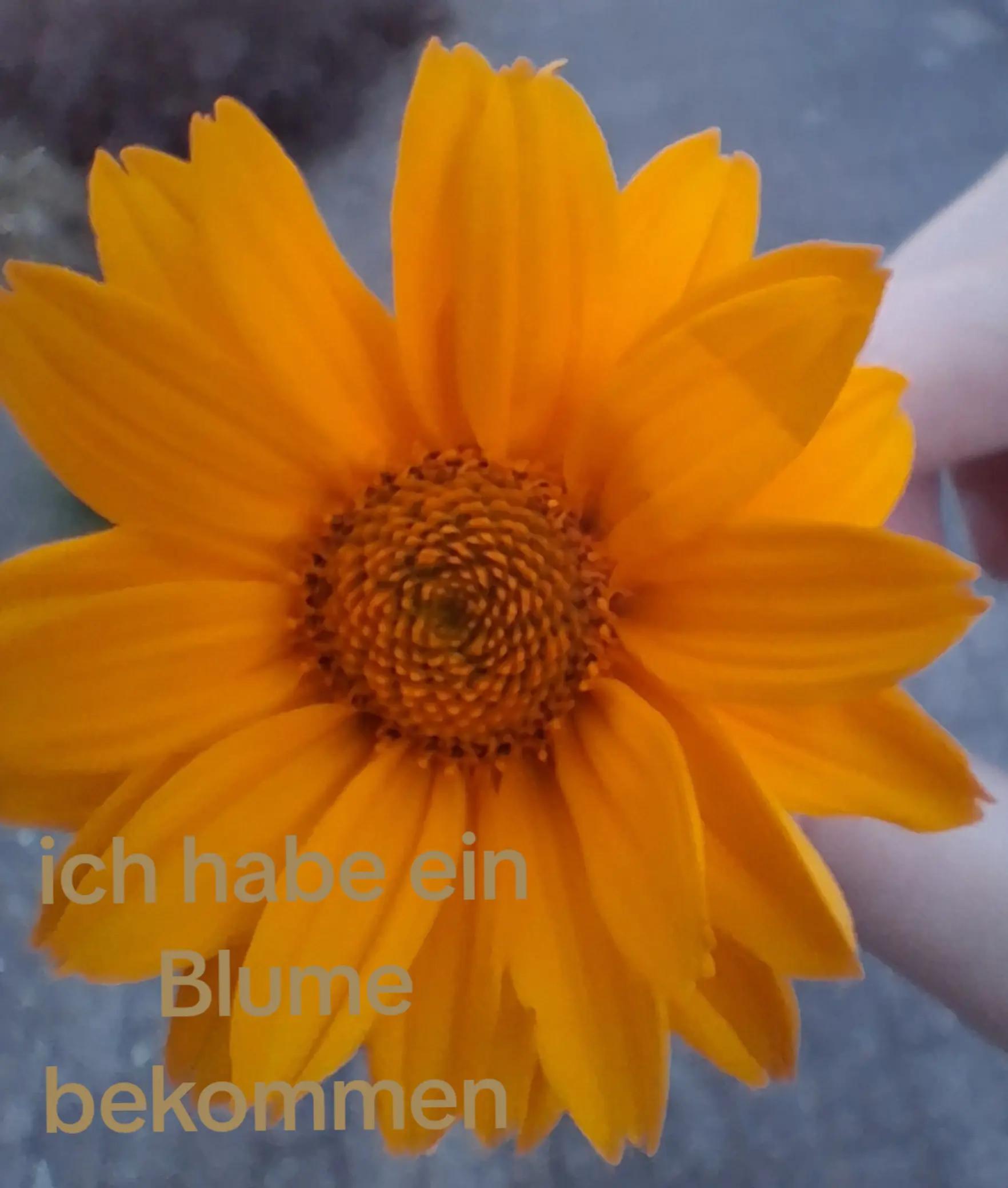 @Sophia