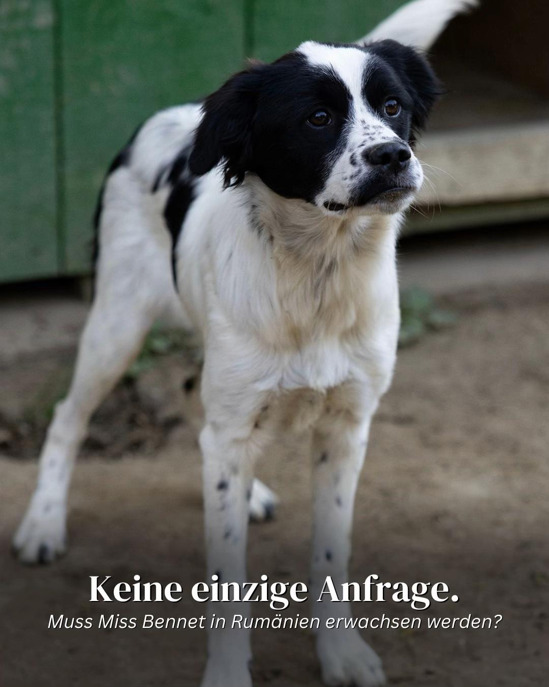 @SpecialDogs e.V.