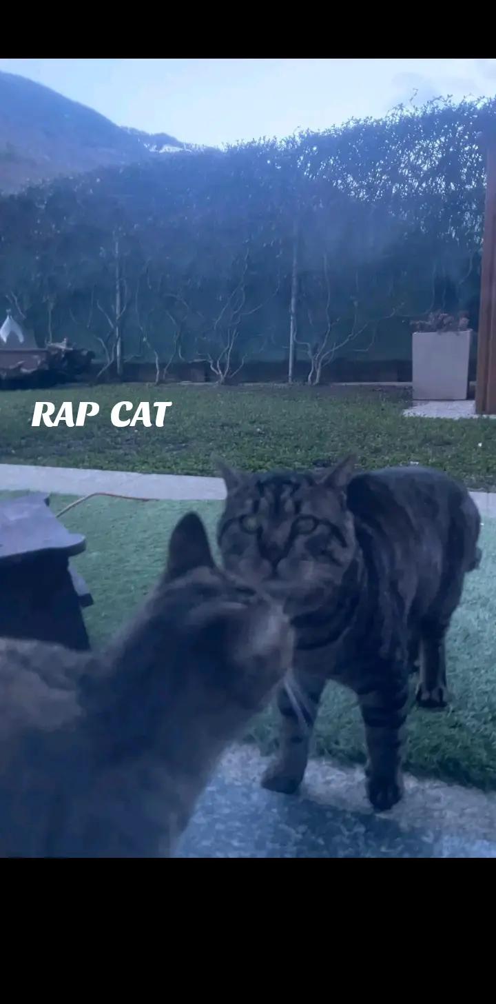 @RAP CAT