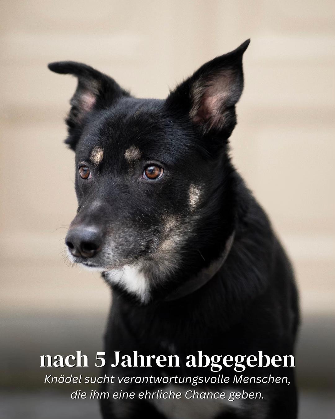 @SpecialDogs e.V.