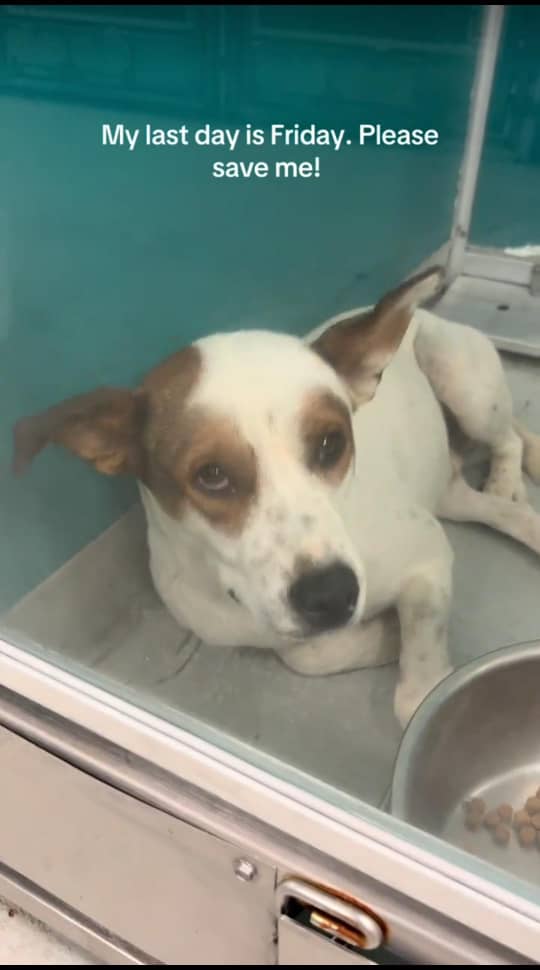 @adoptabledogsofmiami
