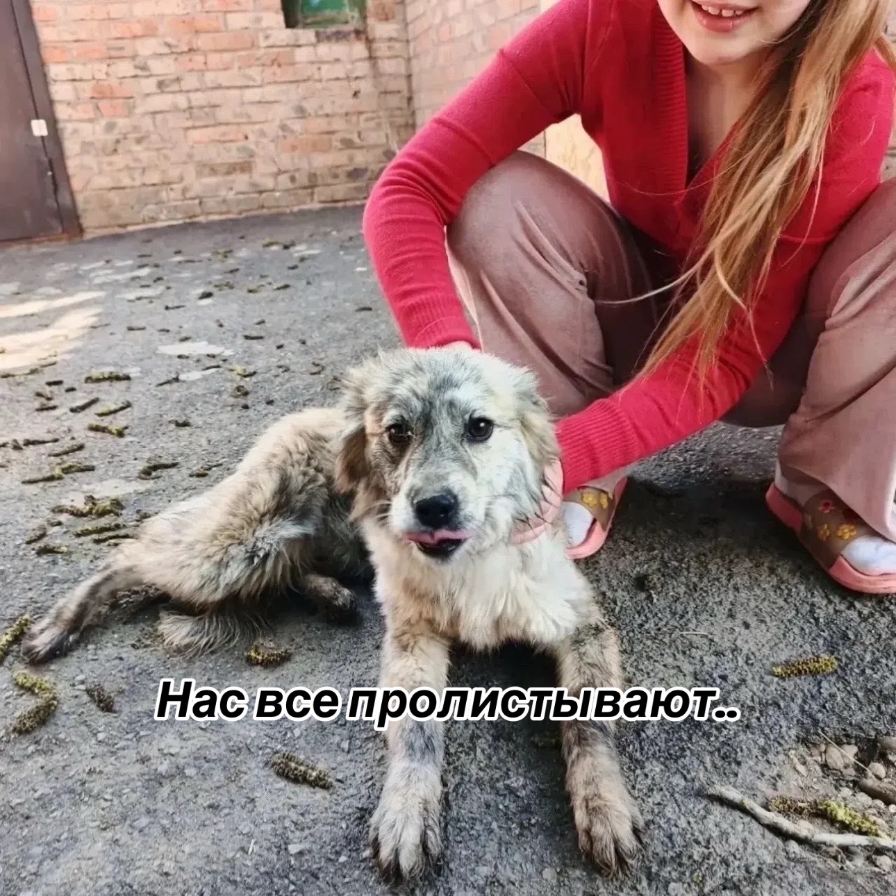 @Приют Потеряшка