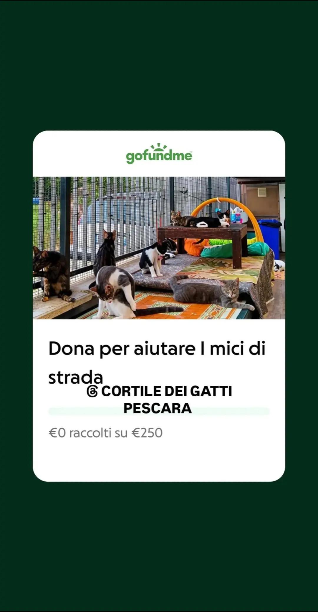 @@ Cortile dei gatti