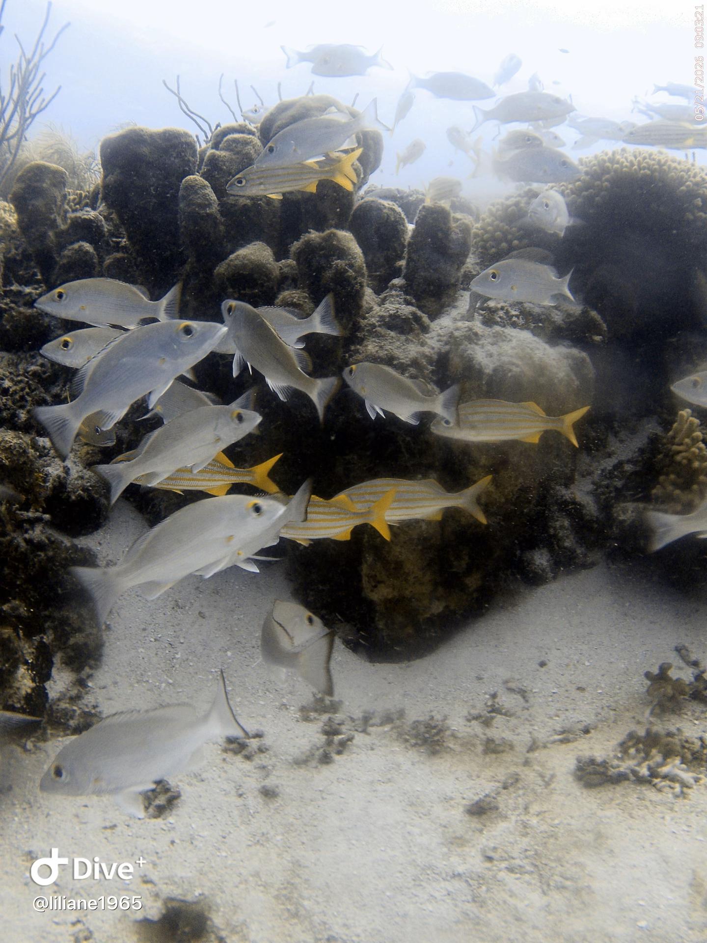 @Divestories Curacao    +Follow