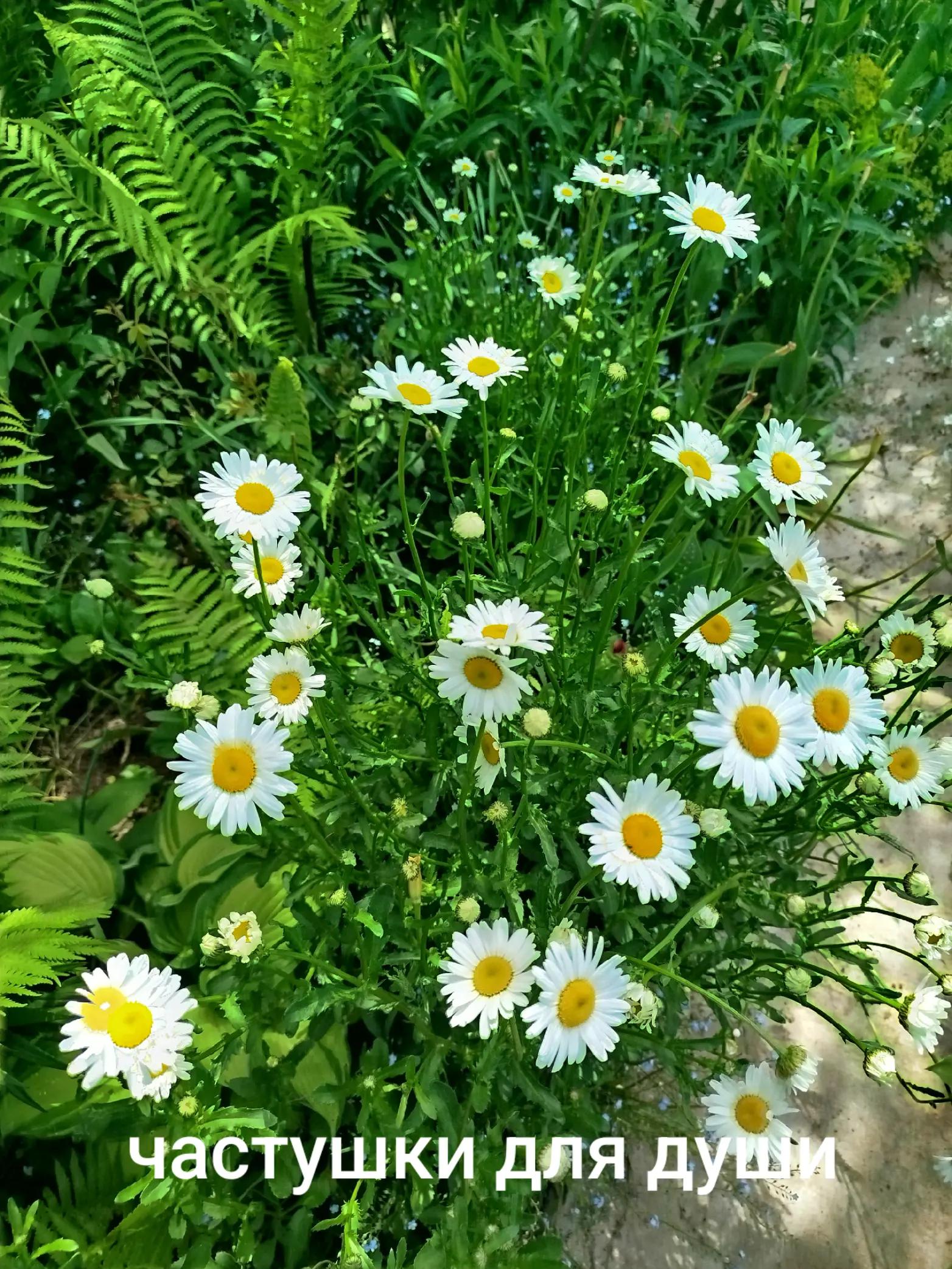 @Нина Лушникова
