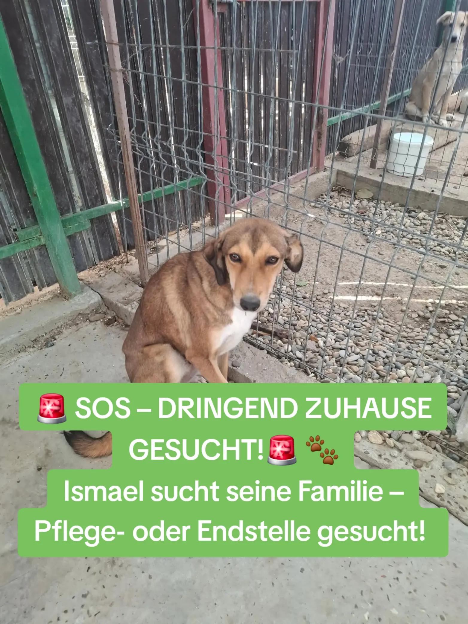 @Glücksfellchen Tierhilfe e.V.