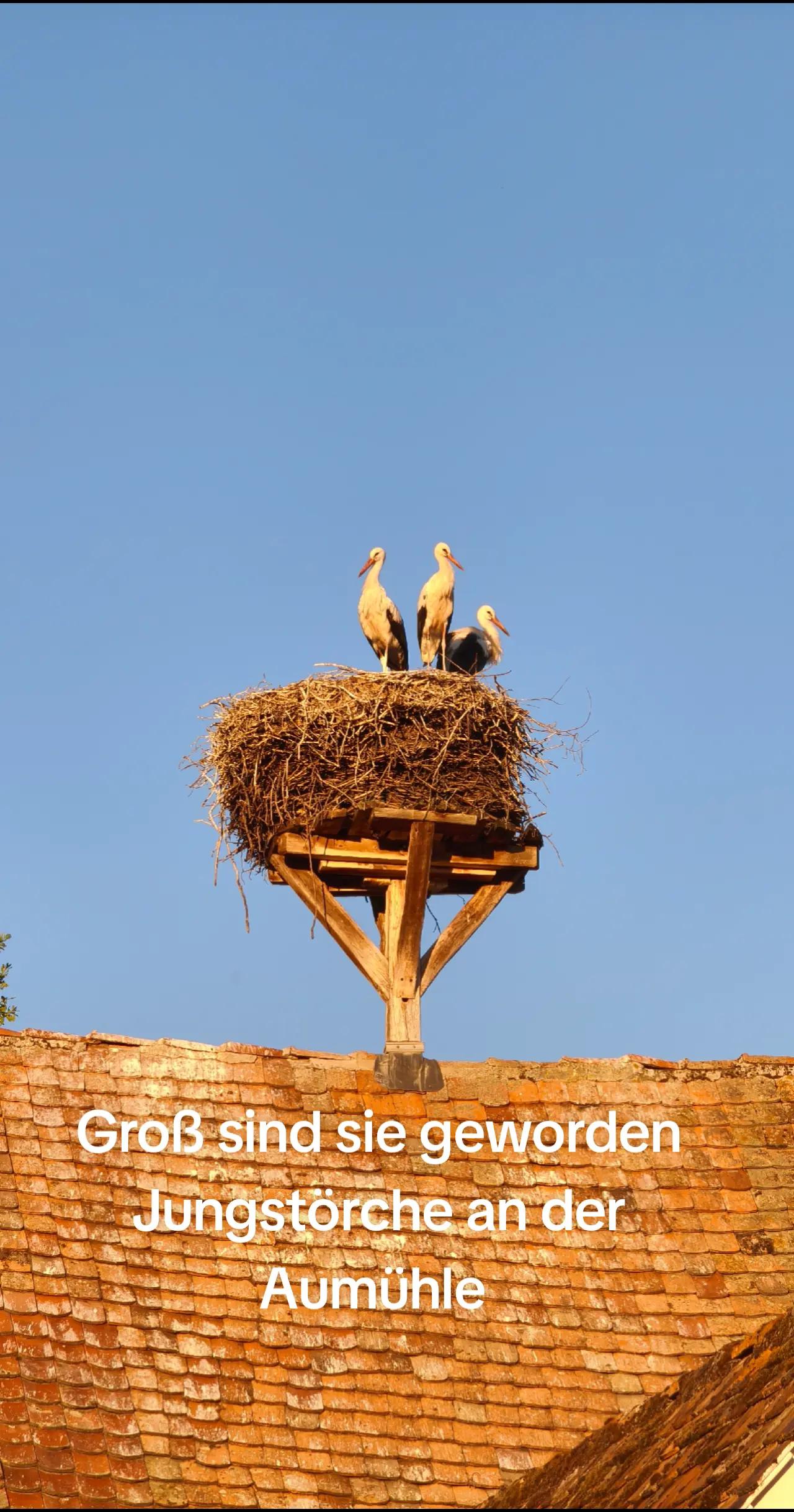 @ICH BIN'S