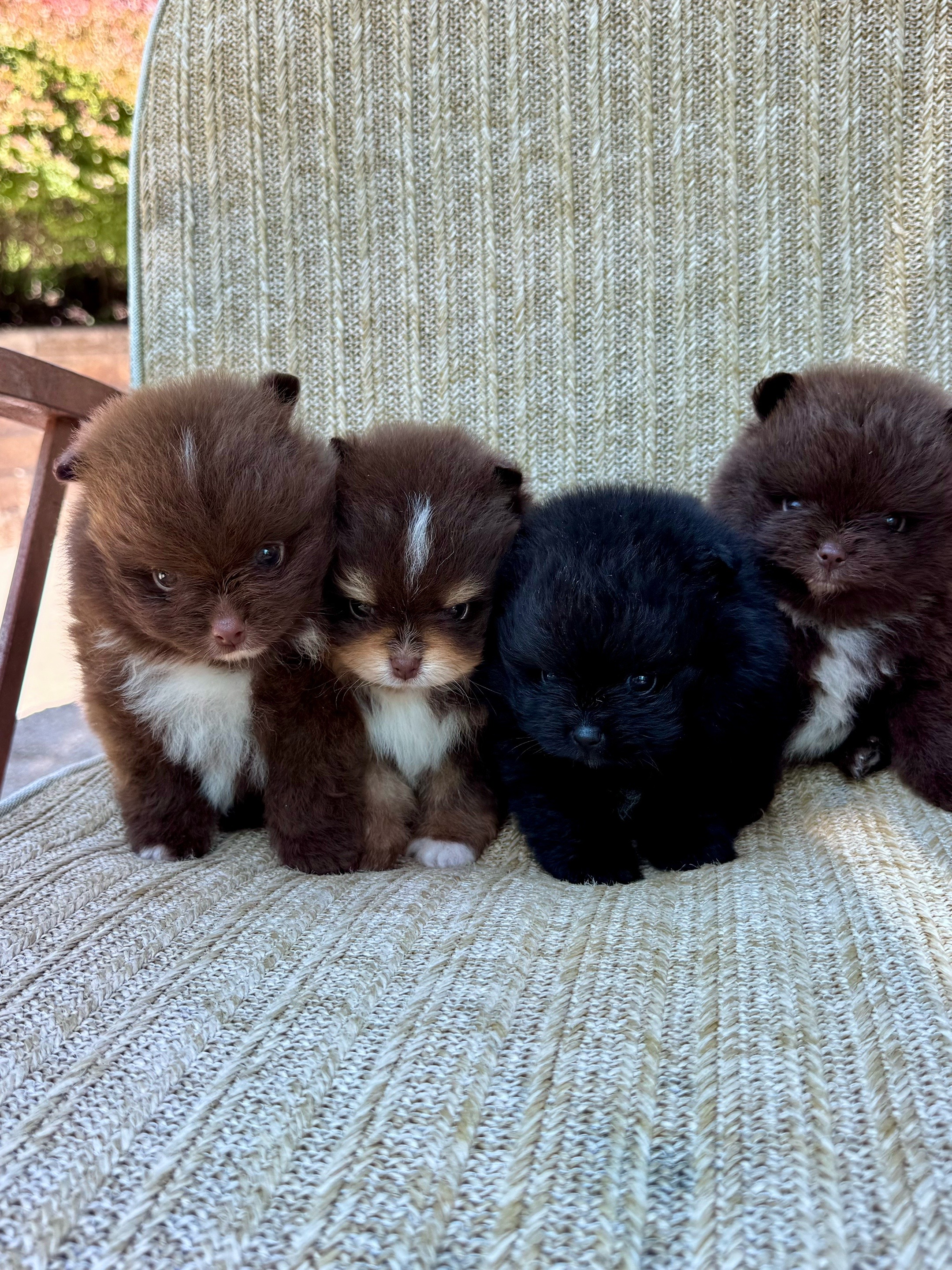 @Fingerlakes Pomeranians