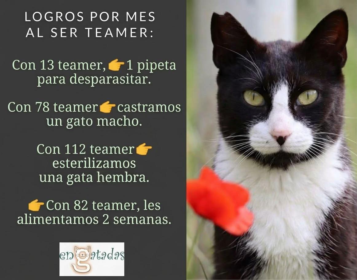 @enGatadas