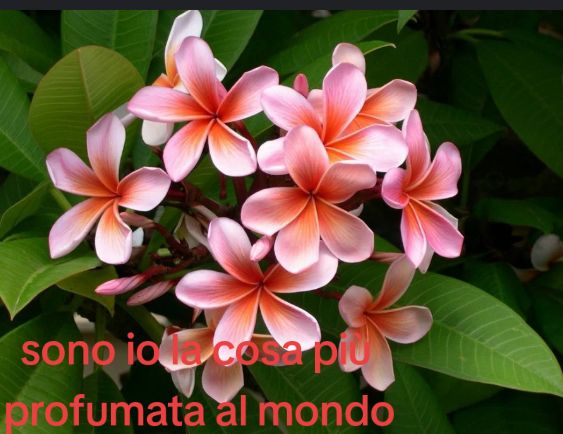 @kevincosaro