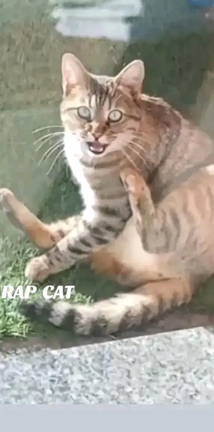 @RAP CAT