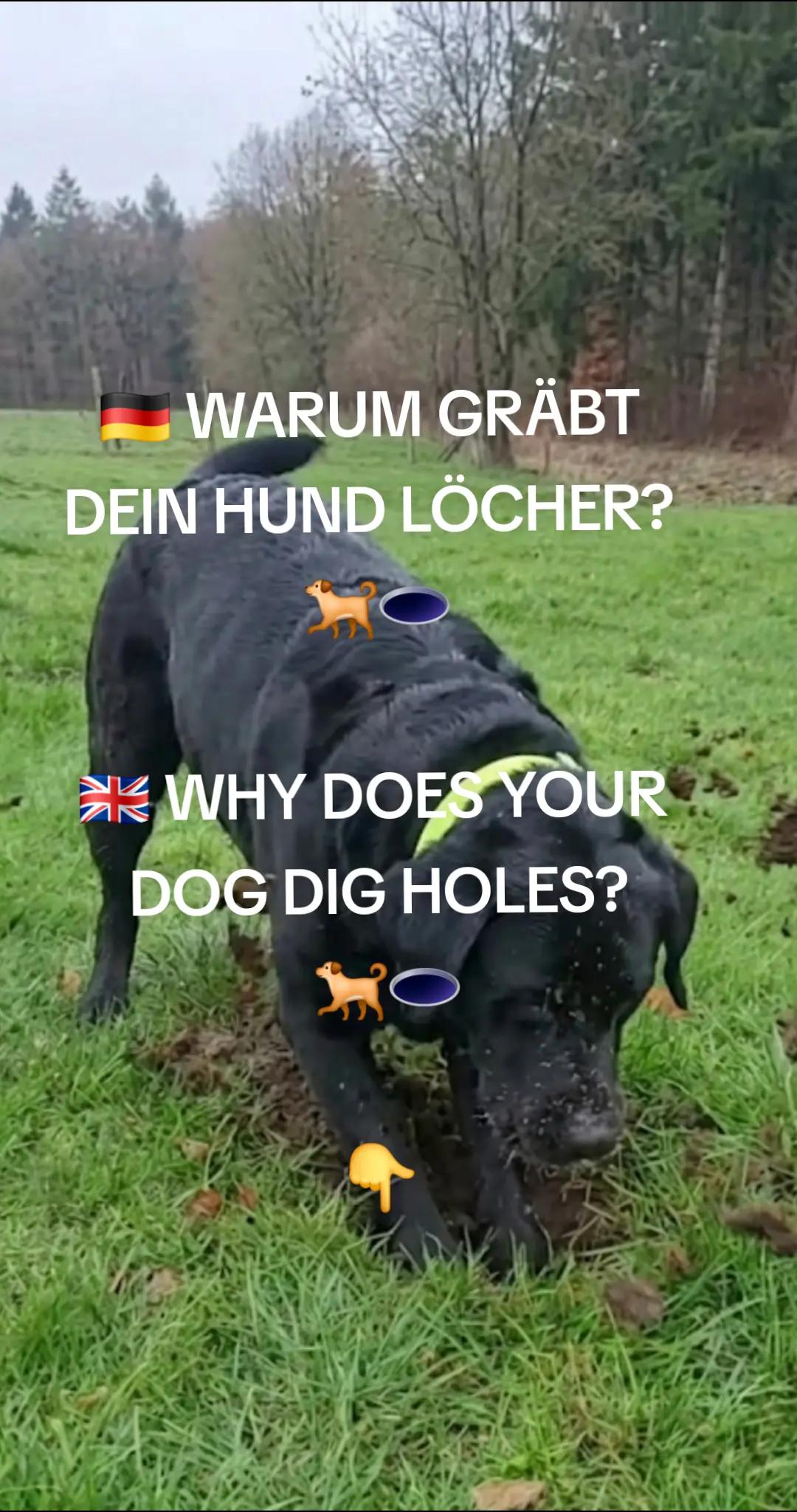 @Arne von Lammertshof-Deckrüde