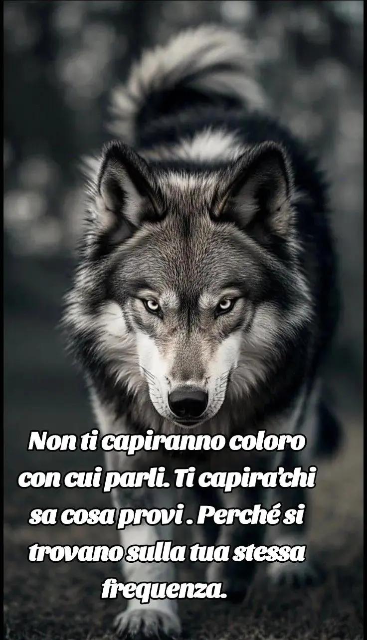 @🐺🗽Crazy Wolf.