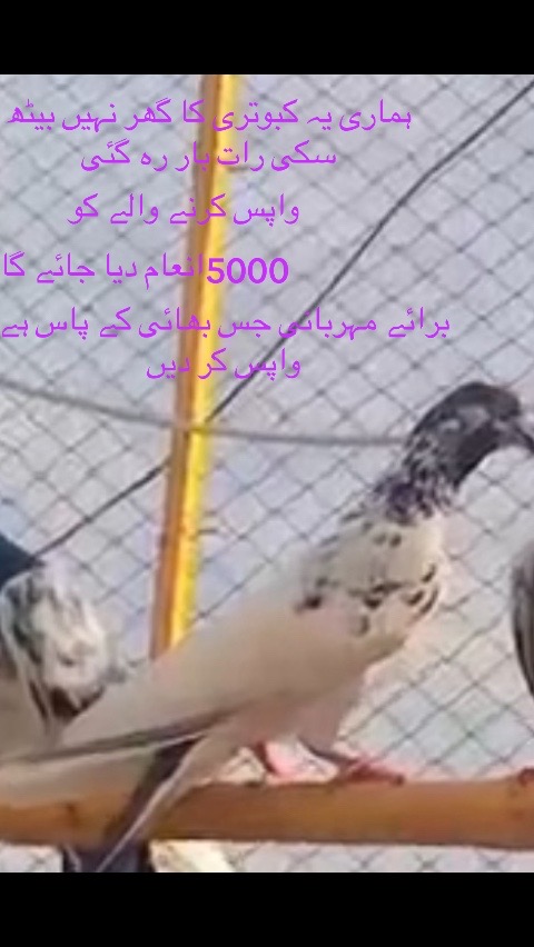 @❤️ راسب انصاری
