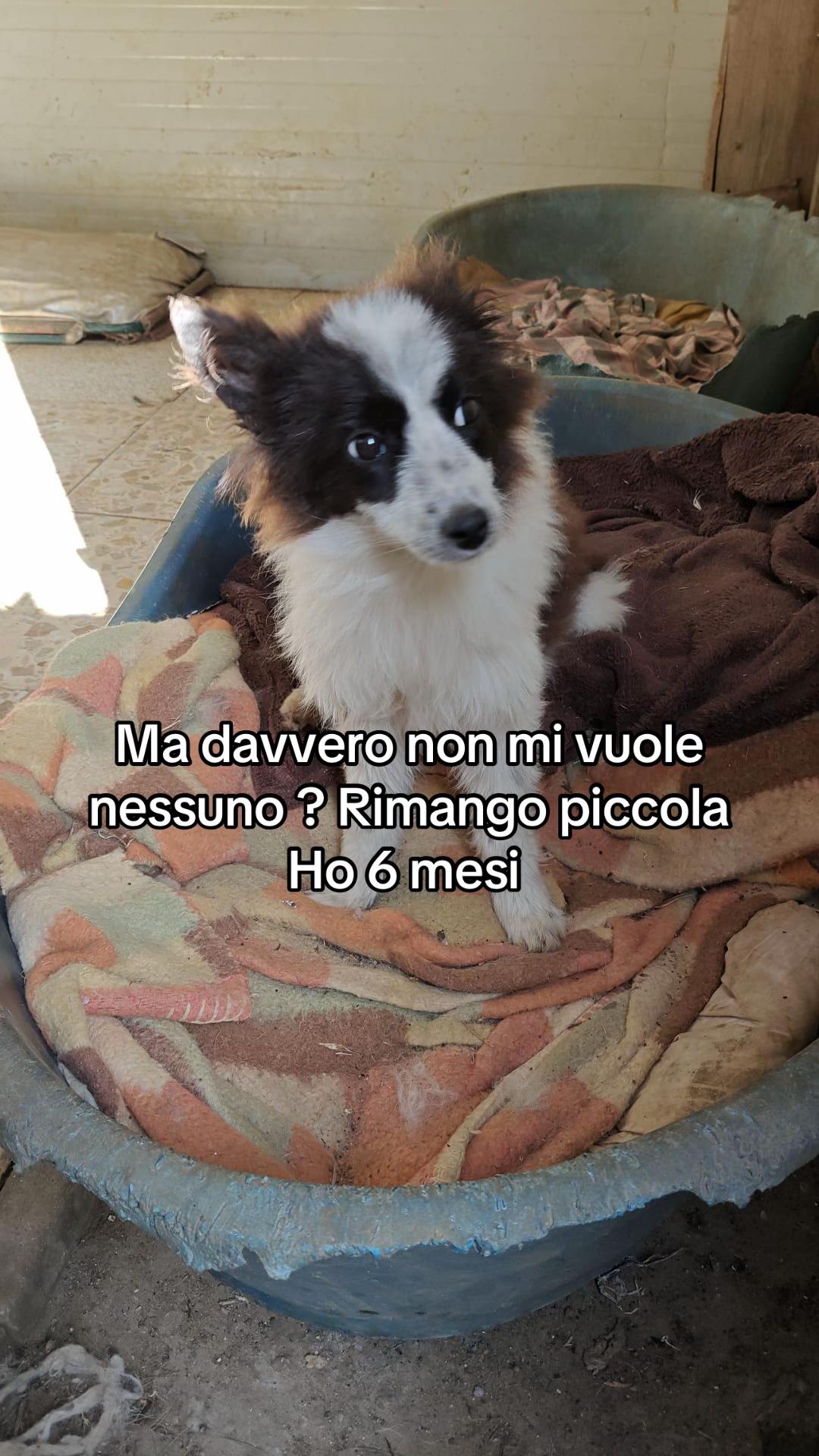 @I randagi di nessuno