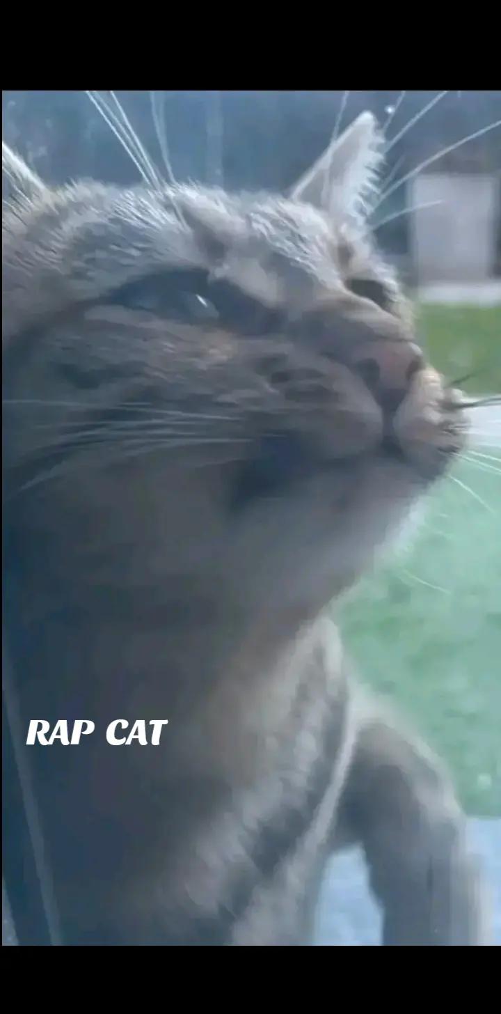 @RAP CAT
