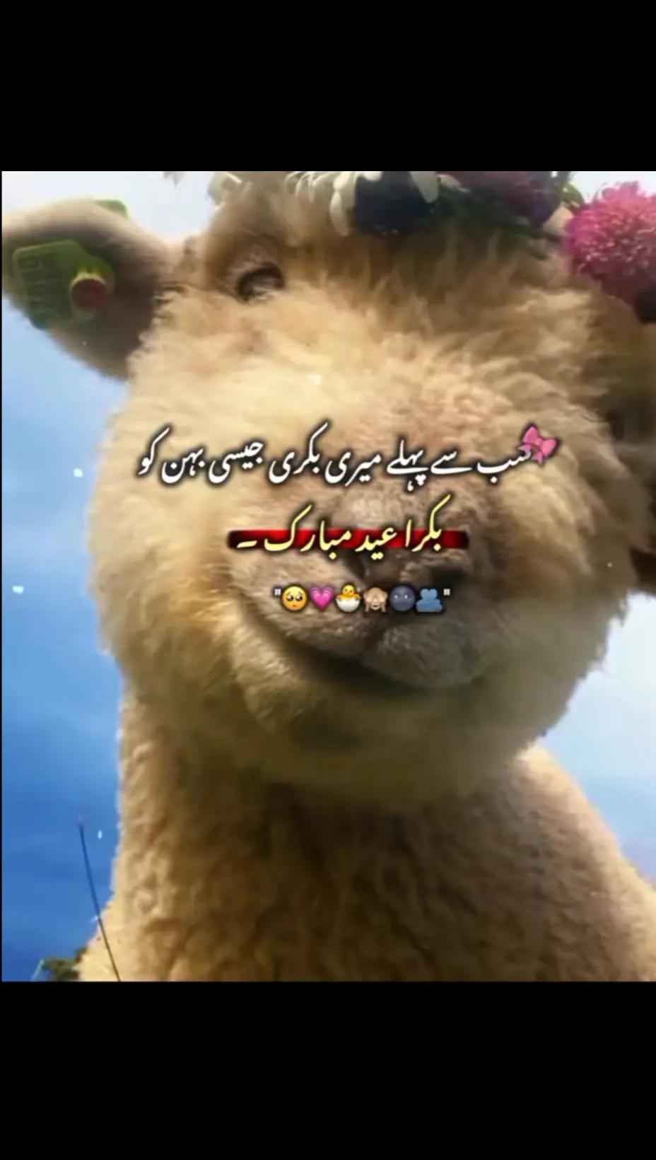 @Jerry Ali