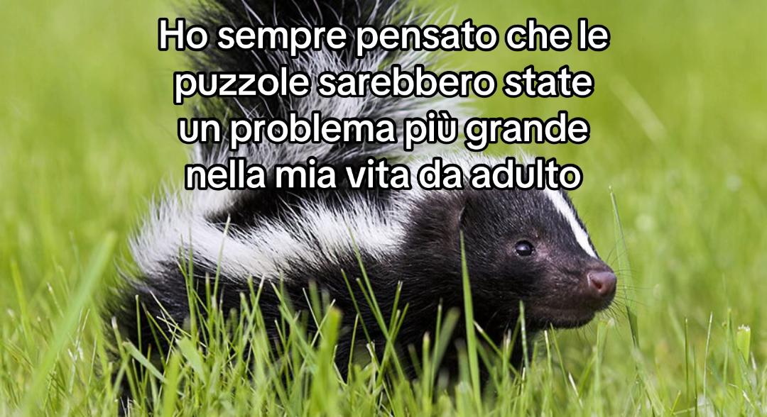 @axomirt