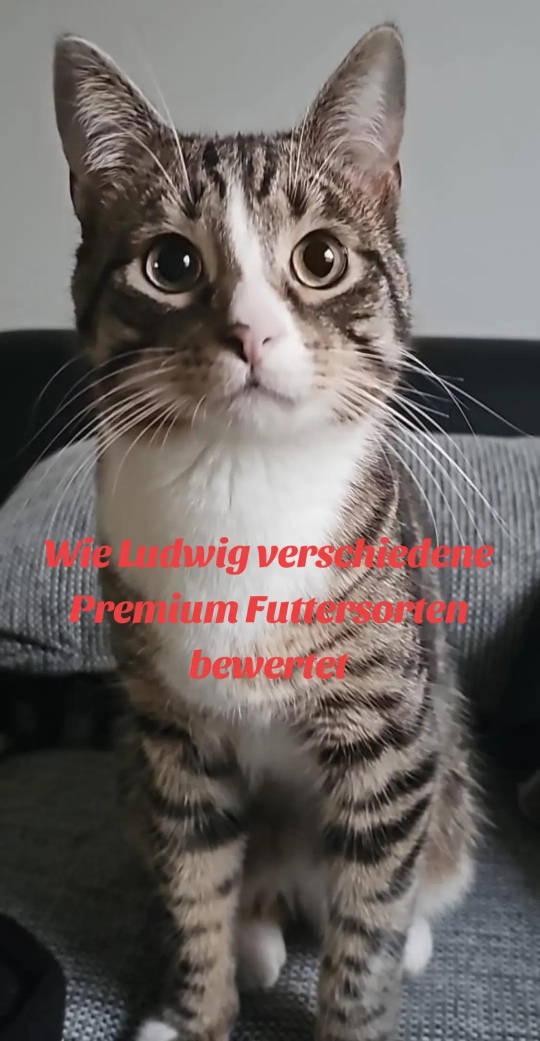 @Ludwig