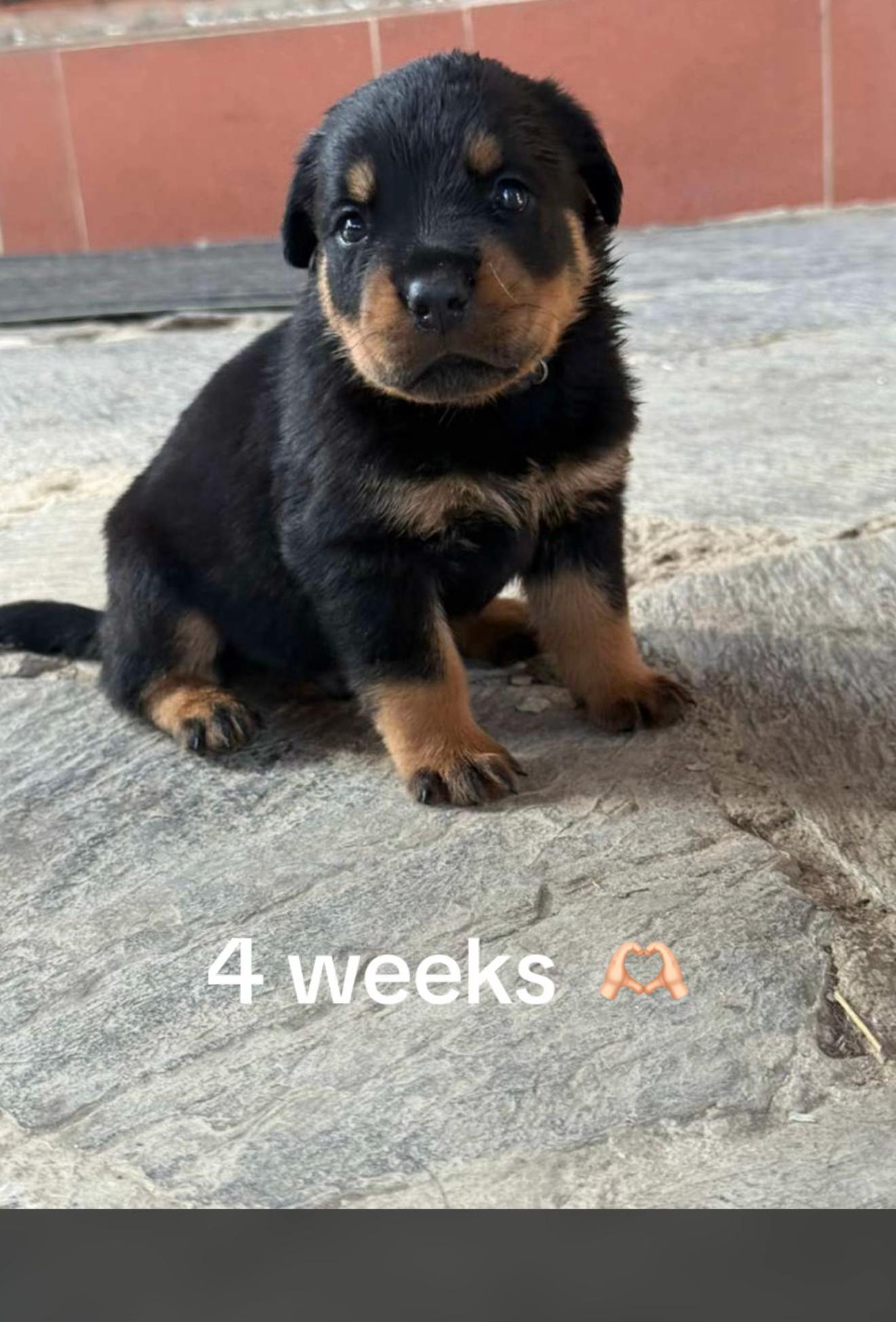 @JAGGER - the German Rottweiler