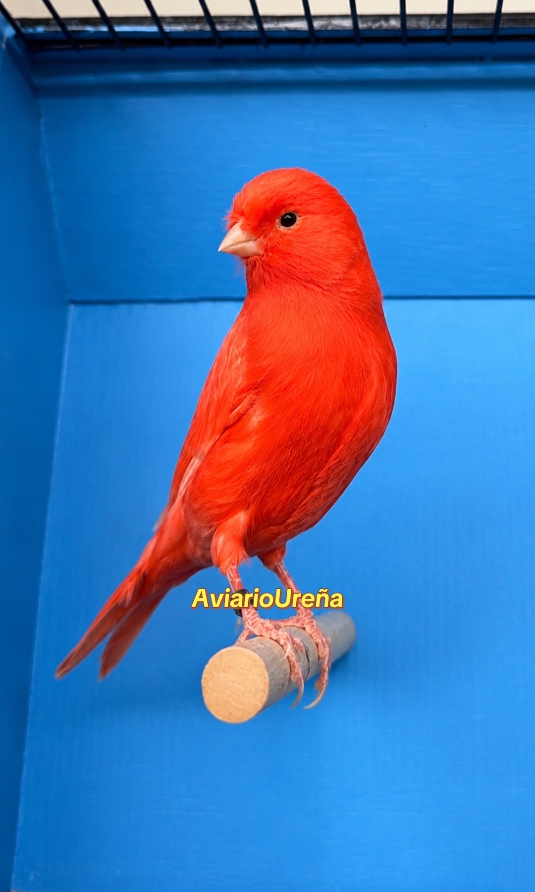 @AviarioUre&ntilde;a
