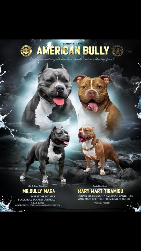 @Odessa Bully kennel