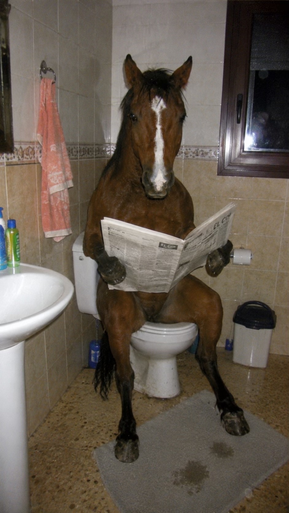 @@brunothehorse