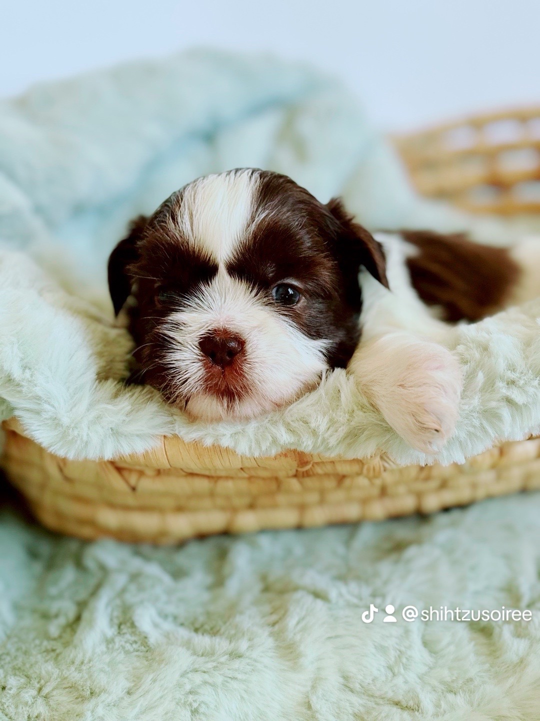 @SHIHTZU SOIR&Eacute;E