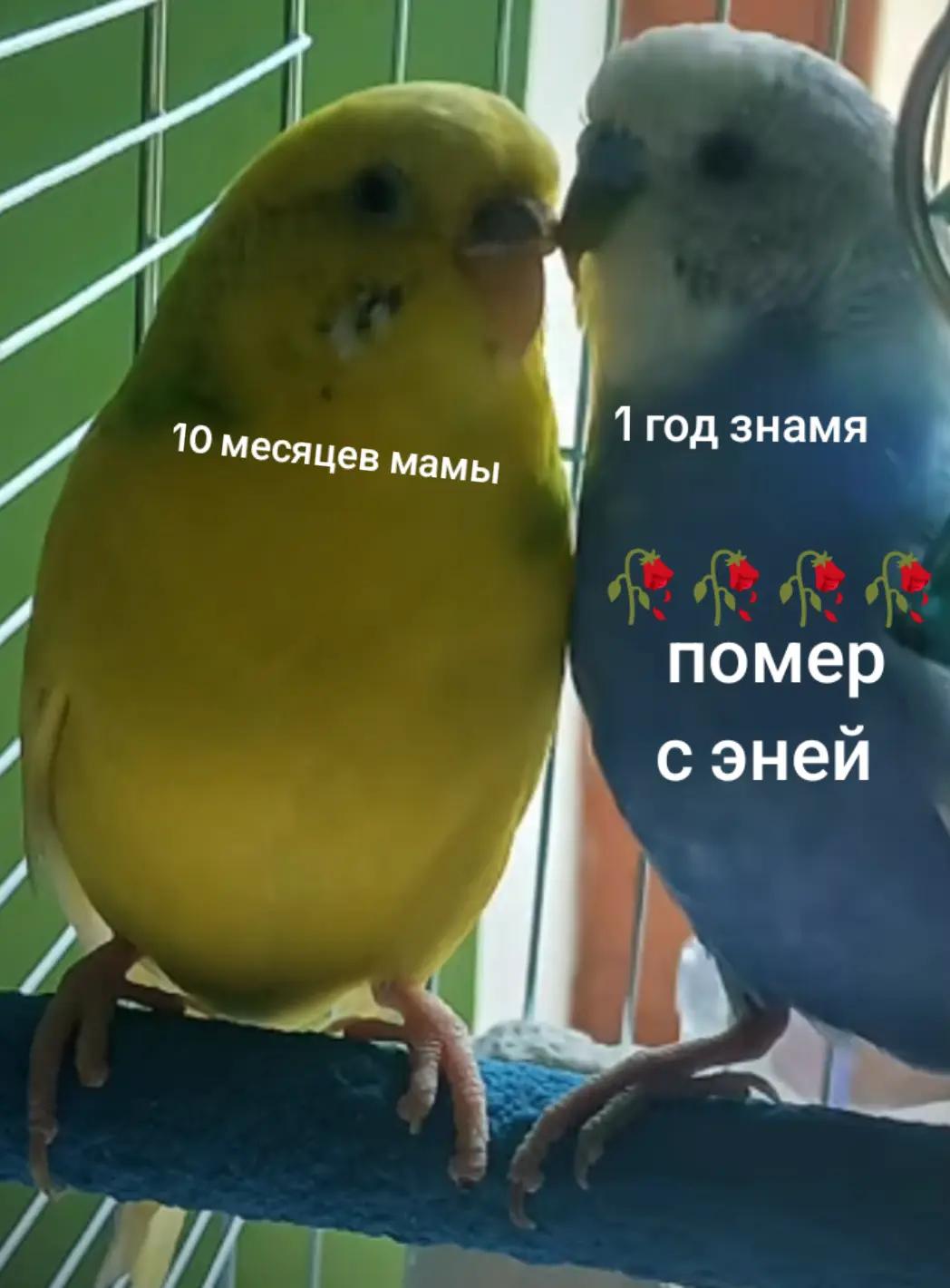 @ROOOOOR