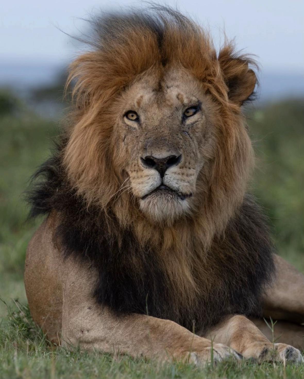 @Nai | LION EXPERT 🌍