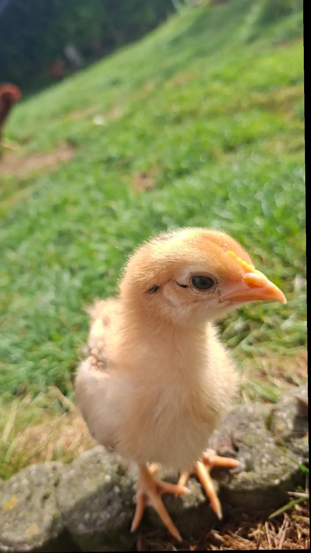 @Canary
