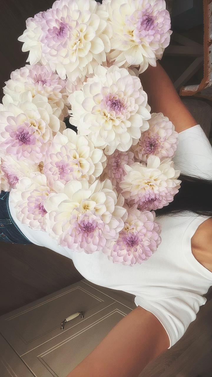@.sophia.sophia_