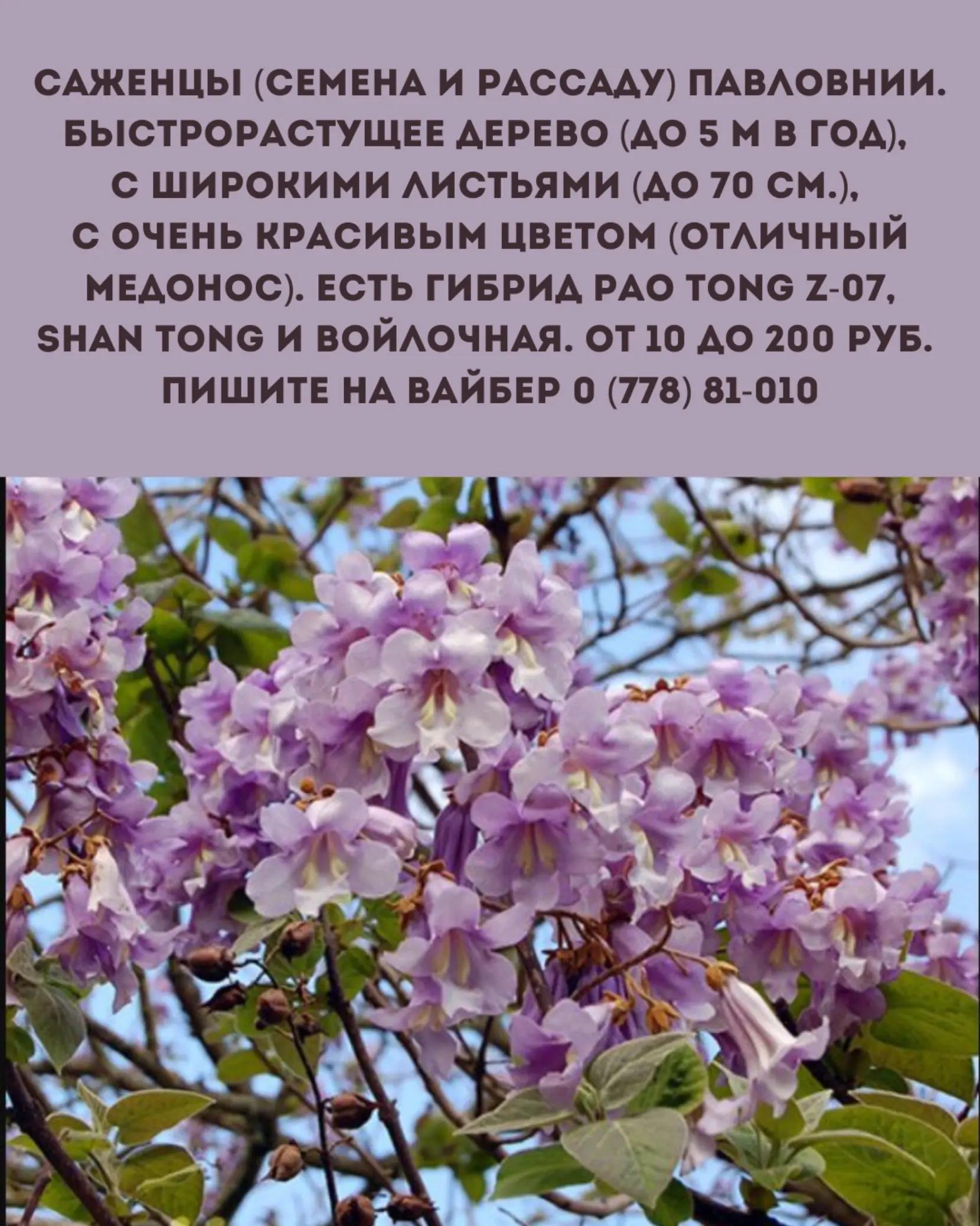 @Караван Объявлений