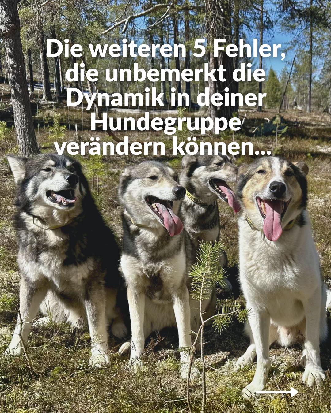 @Mehrere Hunde, ein Team!