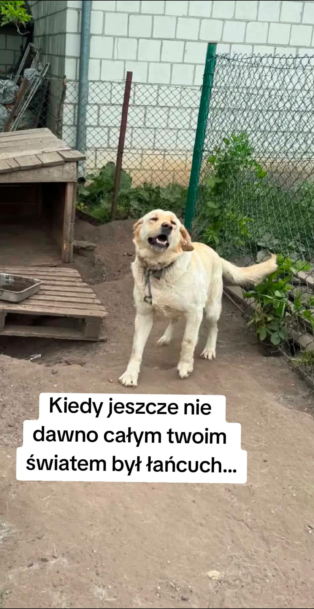 @fundacja4paws