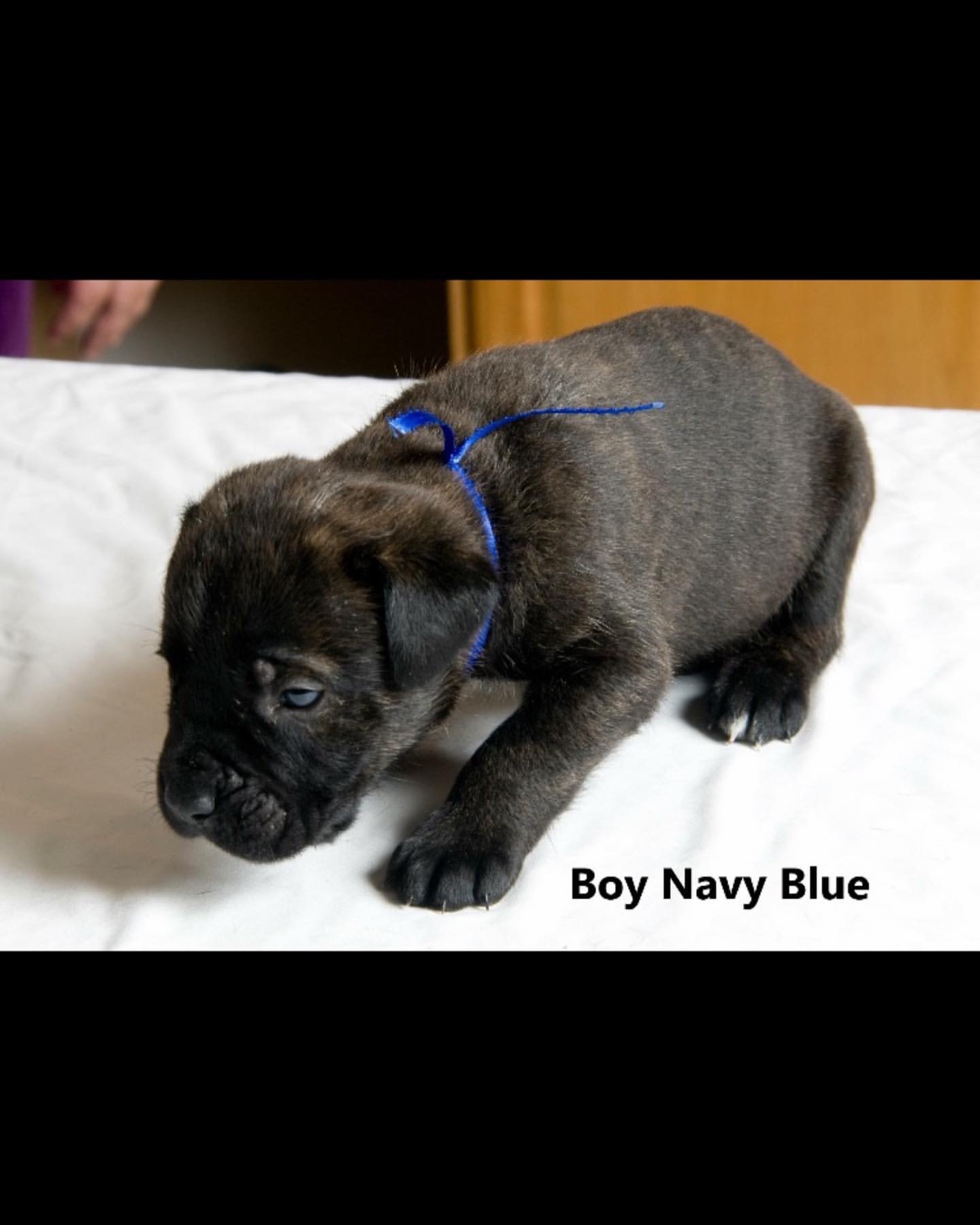 @CaneCorso