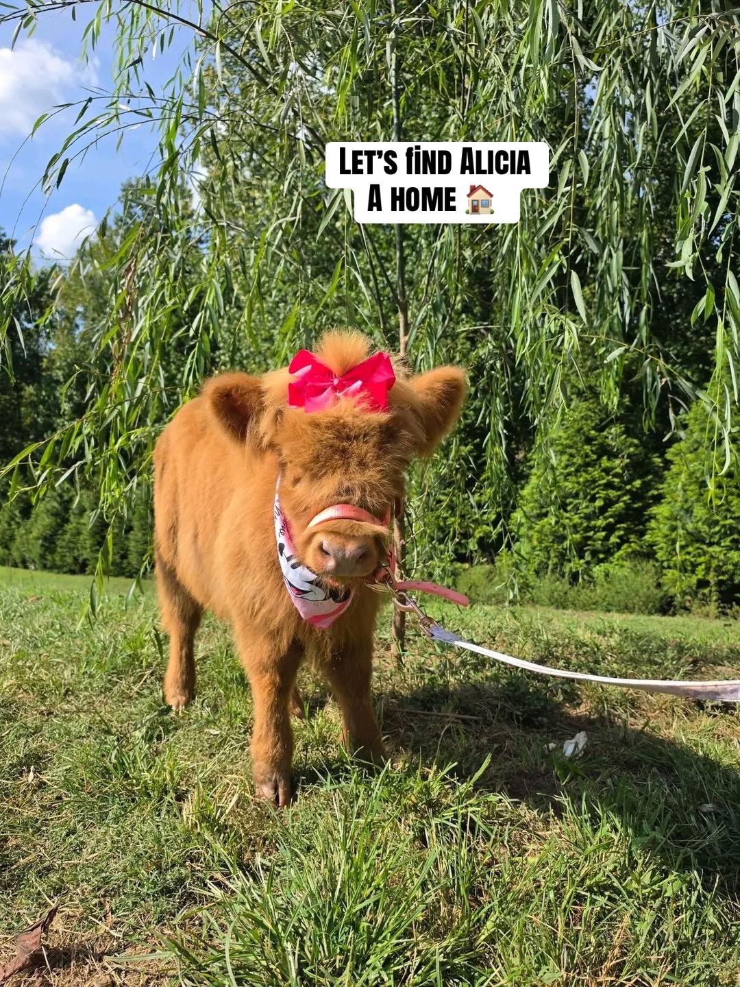 @landycows3