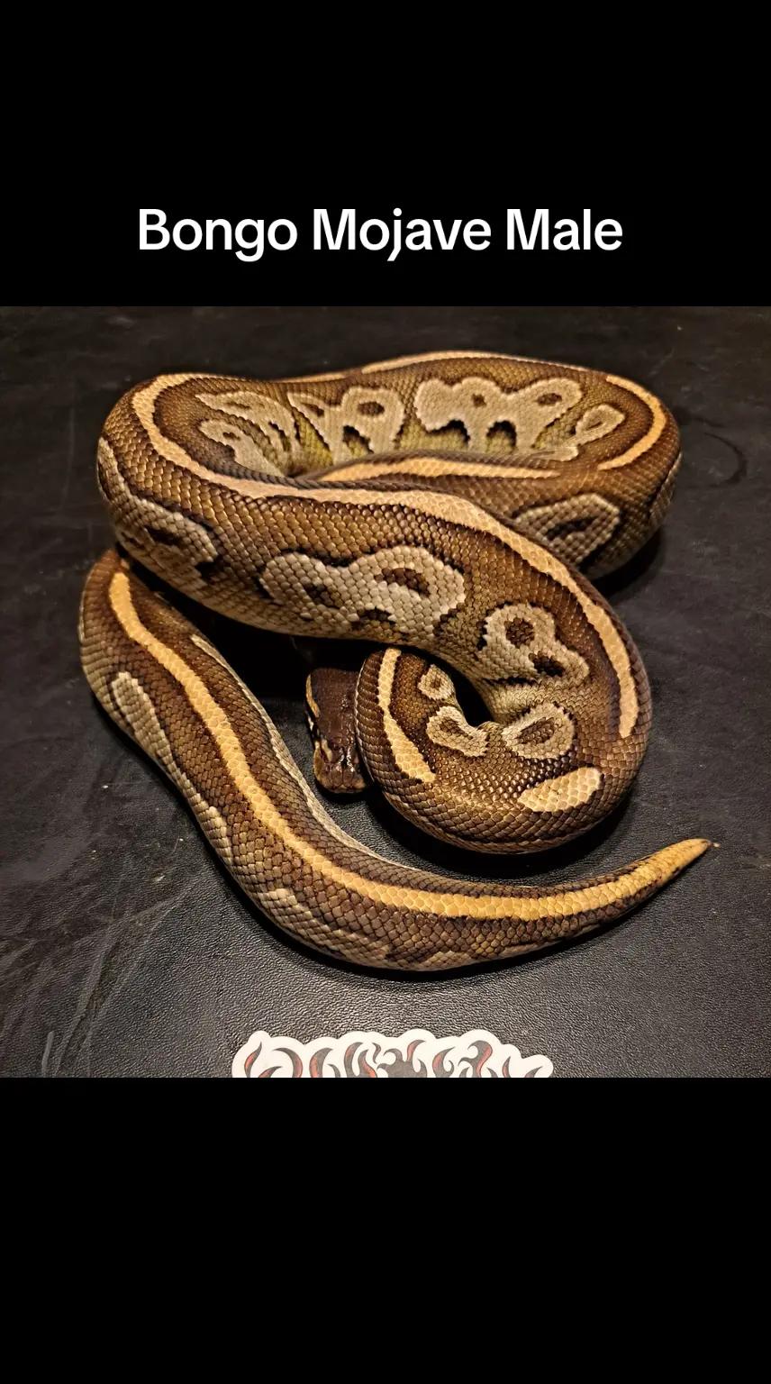 @⛓️🐍Syntr(CRR)🐍⛓️