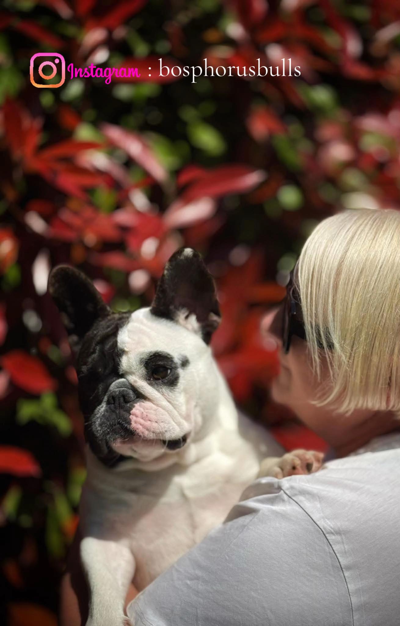 @Bosphorus Bulls French Bulldog