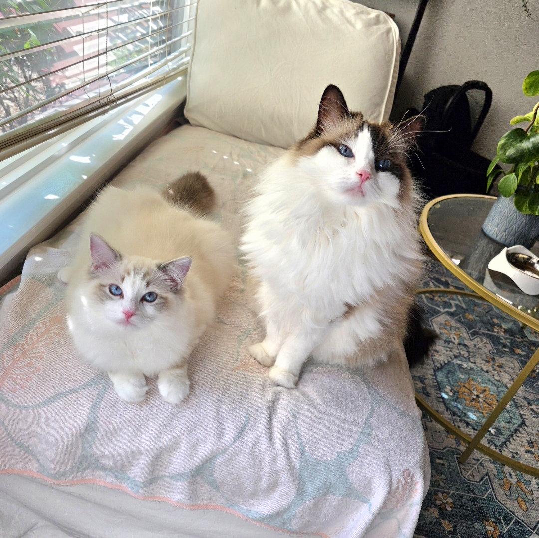 @Eevee, Yoshi & Waffles